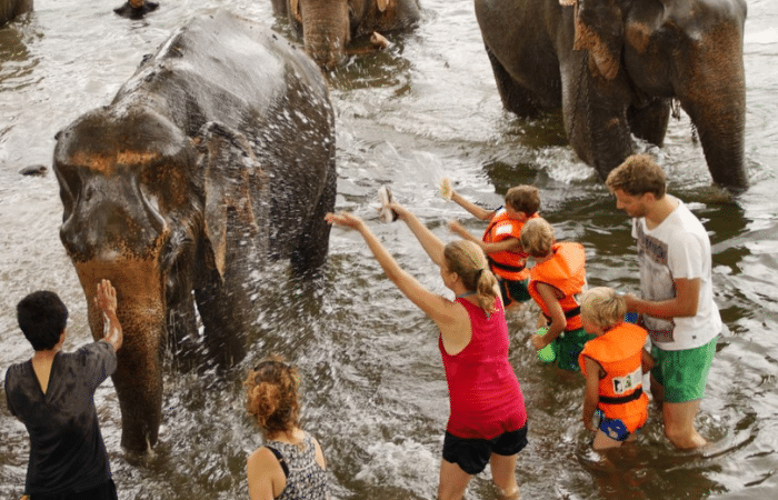 Volunteering with Wildlife: Conservation Projects for Nature Lovers in 2025